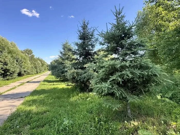 Прибрежный парк. Автор фото В. В. Глазкова