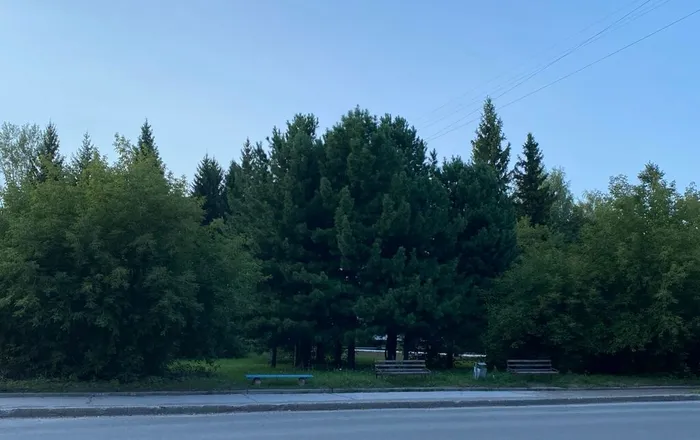 Сквер Лесной, г. Северск, фото из архива МБУ ЦГБ